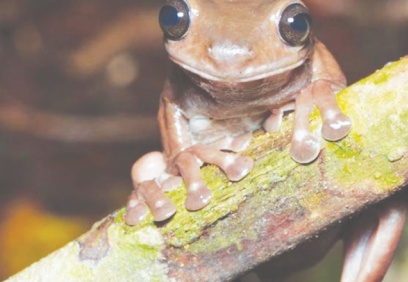 Bilim insanları "çikolata kurbağa" türünü keşfetti