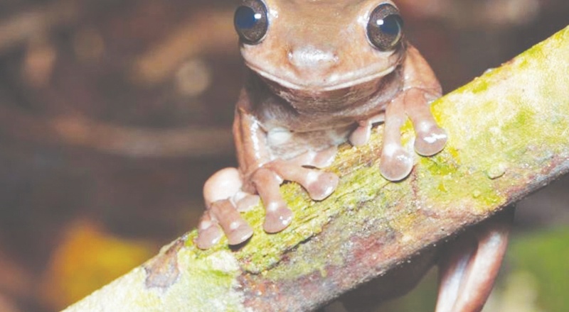 Bilim insanları "çikolata kurbağa" türünü keşfetti