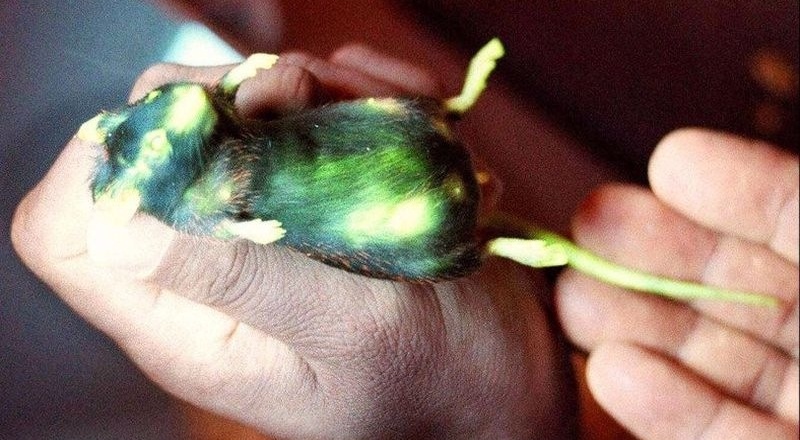 Bilim insanları, karanlıkta parlayan gerçek fare üretti