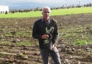 Bin adet bodur zeytin fidanı toprakla buluştu