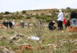 Bin dönüme 100 bin fidan dikilecek