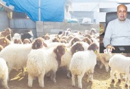Binlerce büyükbaş ve küçükbaş hayvan telef oldu