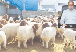 Binlerce büyükbaş ve küçükbaş hayvan telef oldu