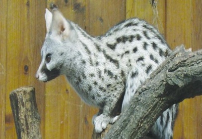 Bir çift Afrika kedisi geldi