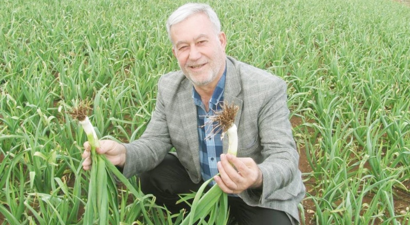 “Bir dönümden 6-7 ton elde edeceğiz”