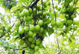 Bir kilo erik çeyrek altından pahalı