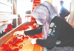 “Bir yıl yetecek kadar salça yaparız”