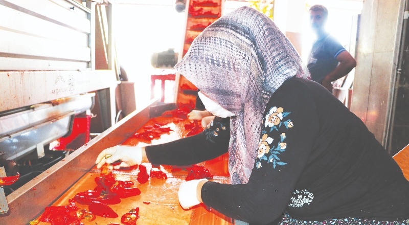 “Bir yıl yetecek kadar salça yaparız”