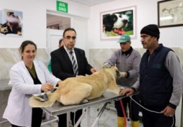 Bir yılda bin 250 sokak köpeği sahiplendirildi 