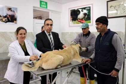 Bir yılda bin 250 sokak köpeği sahiplendirildi 