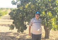 Birçok üretici, hırsızlık korkusuyla fıstığını boz kırıyor