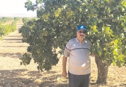 Birçok üretici, hırsızlık korkusuyla fıstığını boz kırıyor