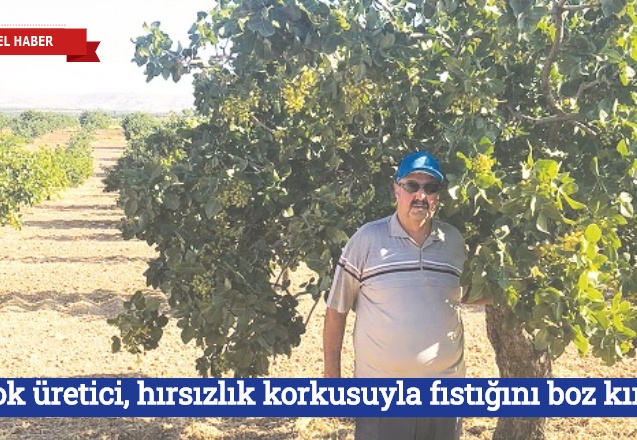 Birçok üretici, hırsızlık korkusuyla fıstığını boz kırıyor