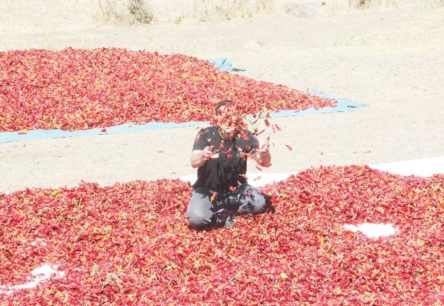 “Birinci sınıf biber üretiyoruz”