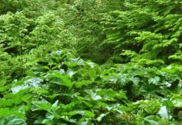 “Bitki Besin Elementi Eksikliği ve Fazlalığı” semineri düzenlendi