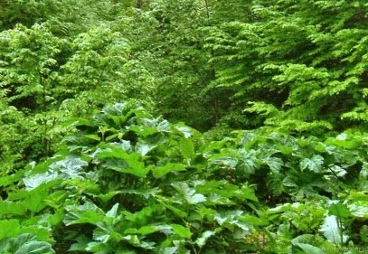 “Bitki Besin Elementi Eksikliği ve Fazlalığı” semineri düzenlendi