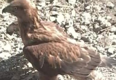 Bitkin bulunan yavru Kızıl Şahin koruma altına alındı