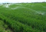 Bitkisel üretim tahminlerinden kötü haber geldi