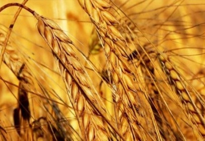 Bitkisel üretimin 8 milyon 464 bin tonu tüketilemeden kaybediliyor