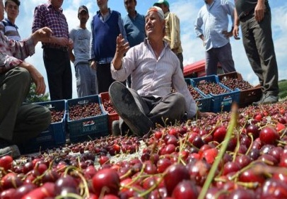 Biz de halen kirazın yanına yaklaşılmıyor