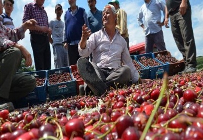 Biz de halen kirazın yanına yaklaşılmıyor