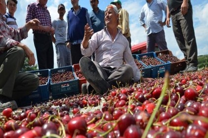 Biz de halen kirazın yanına yaklaşılmıyor