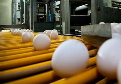 Biz yurt dışından yumurta almıyoruz