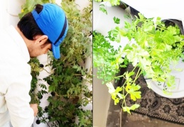 BM Kadın Birimi desteği ile 100 aile topraksız tarım yapıyor