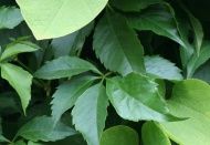 BM: Kokain üretimi yüzde 35 arttı