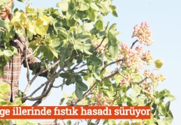 Bölge illerinde fıstık hasadı sürüyor