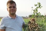 Bölgemizde yer fıstığının önemi ve üretimi artıyor  