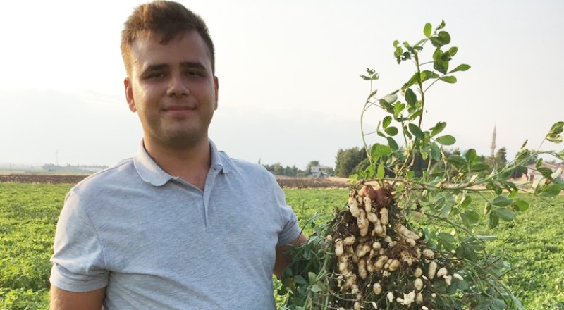 Bölgemizde yer fıstığının önemi ve üretimi artıyor  