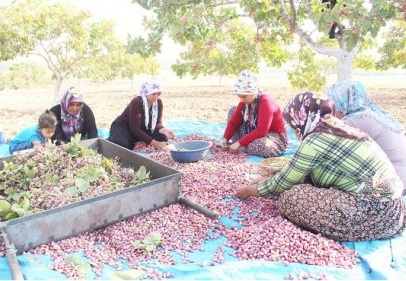 Bombalar patlarken fıstık hasadı