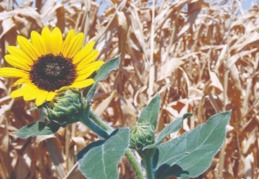 Borç kıskacındaki çiftçi, üretim araçlarını kaybetme tehlikesi ile karşı karşıya