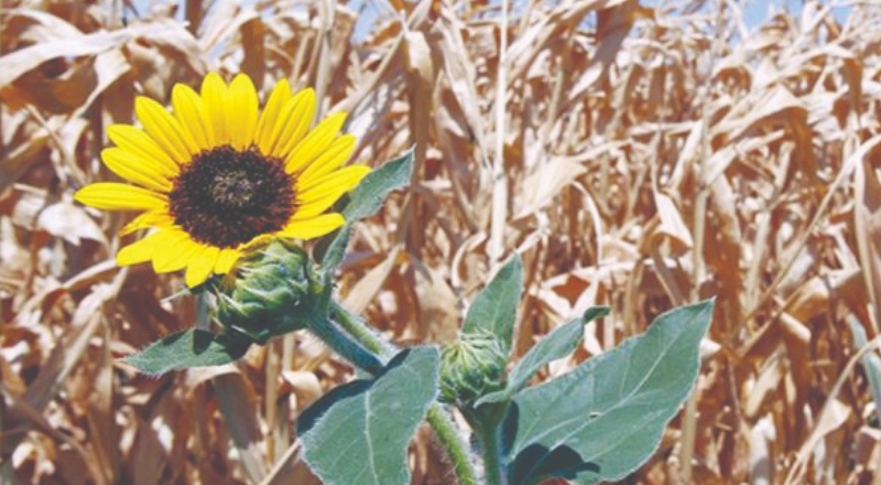 Borç kıskacındaki çiftçi, üretim araçlarını kaybetme tehlikesi ile karşı karşıya
