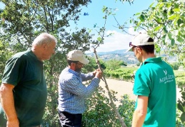 Boş ve atıl araziler Antep Fıstığı bahçelerine dönüyor