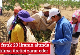 Boz fıstık 20 liranın altında satılırsa üretici zarar eder