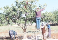 'Boz' fıstık hasadı başladı