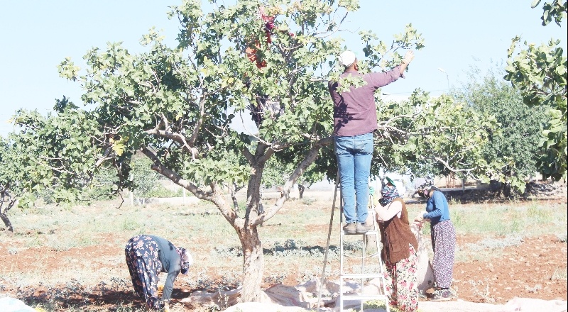 'Boz' fıstık hasadı başladı
