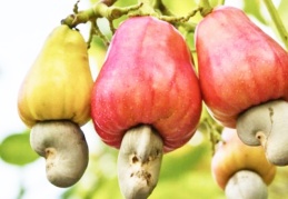 Brezilya kökenli kaju fıstığının nasıl yetiştiğini bilmeyenlere!