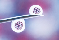 "Brezilya'da menşei bilinmeyen bir Koronavirüs türüne rastlandı"