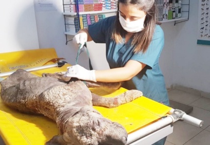 “Bu şu ana kadar gördüğüm en ağır uyuz vakası”
