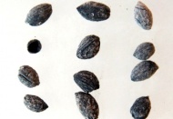 Bu topraklarda 4 bin yıldan beri zeytin yetişiyor