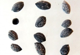 Bu topraklarda 4 bin yıldan beri zeytin yetişiyor