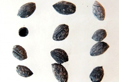 Bu topraklarda 4 bin yıldan beri zeytin yetişiyor