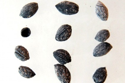 Bu topraklarda 4 bin yıldan beri zeytin yetişiyor