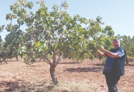Bu yıl 100 bin ton ürün alındı, gelecek yıl da yok yılı olabilir