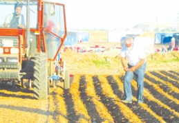 Bu yıl daha fazla alana sarımsak dikilecek