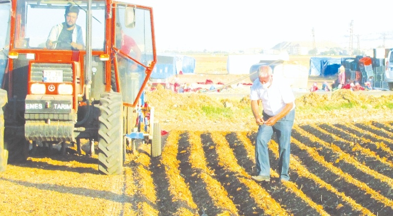 Bu yıl daha fazla alana sarımsak dikilecek