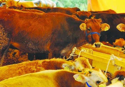 Bu yıl kurban ithalatı yok